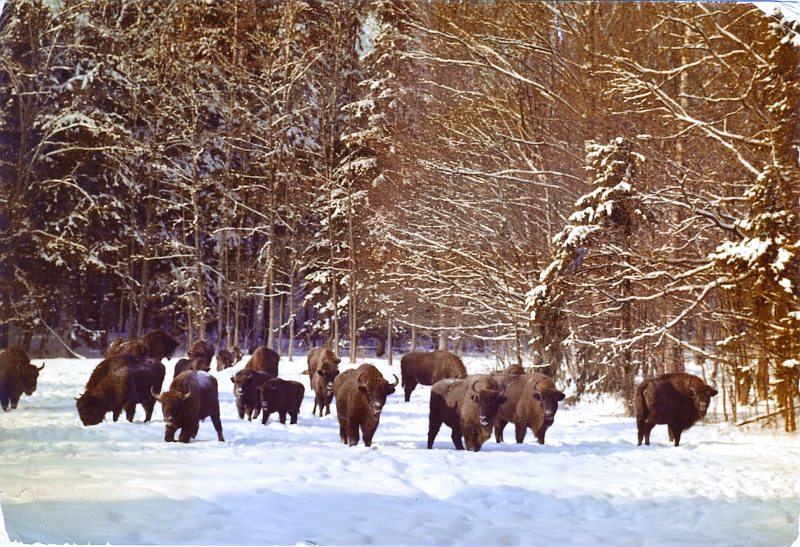 Białowieski Park Narodowy widokówka