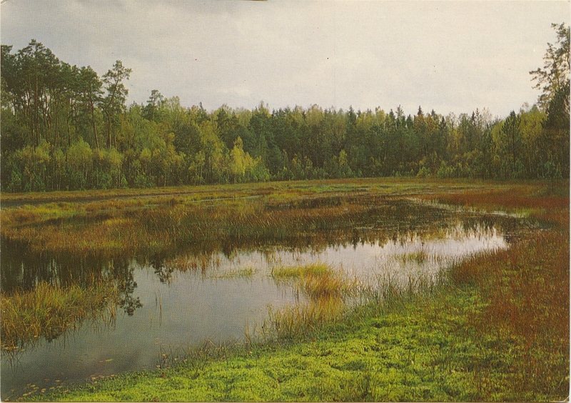 Widokówka krajobraz leśny