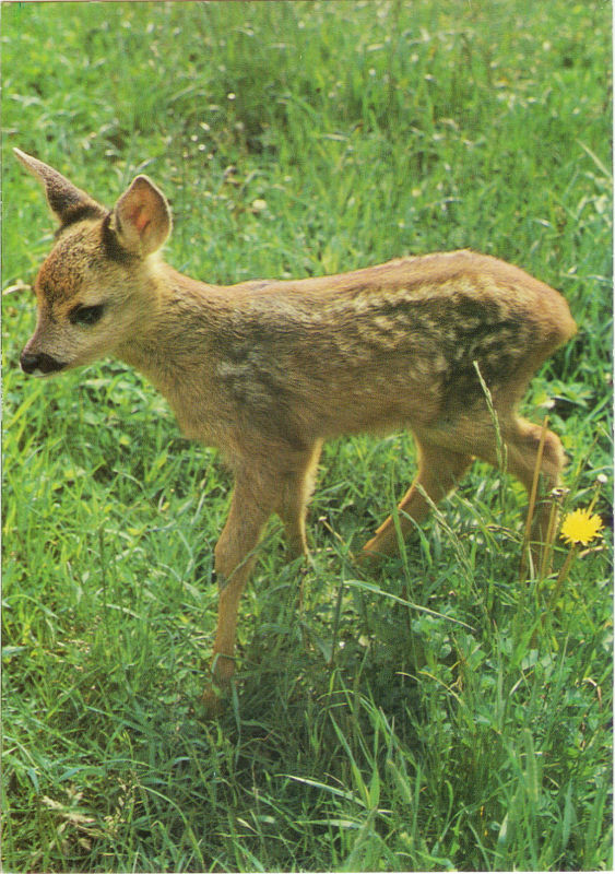 Świętokrzyski Park Narodowy sarenka