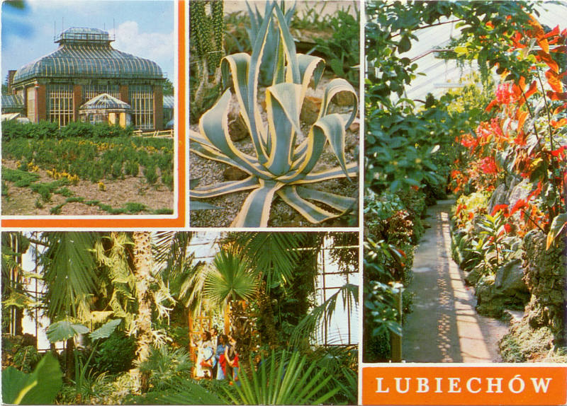 Lubiechów palmiarnia