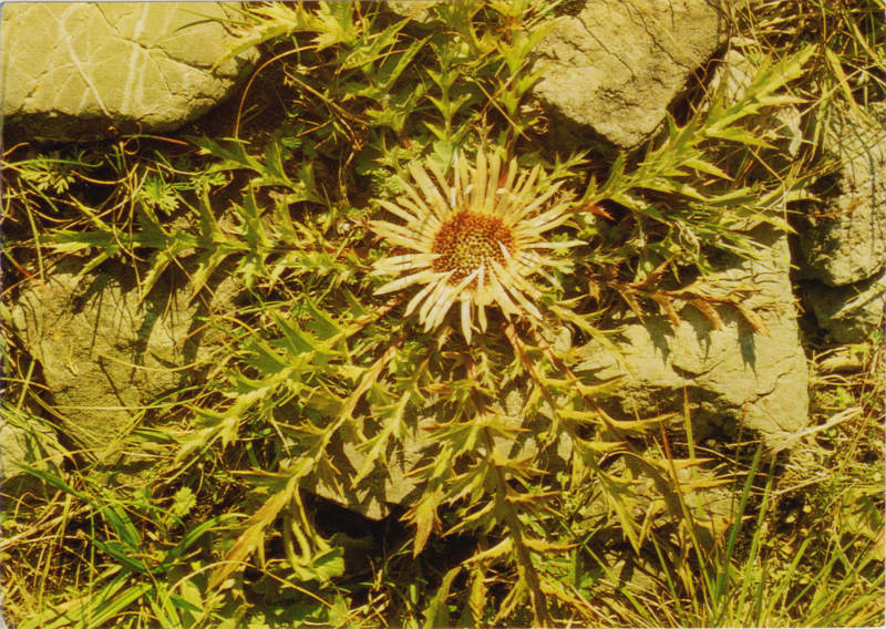 Dziewięćsił widokówka