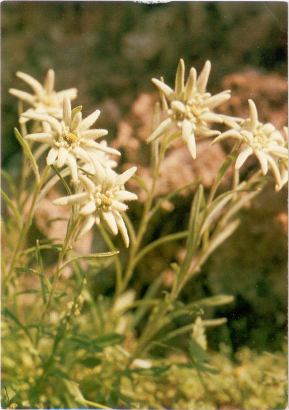 Tatrzański Park NArodowy szarotka