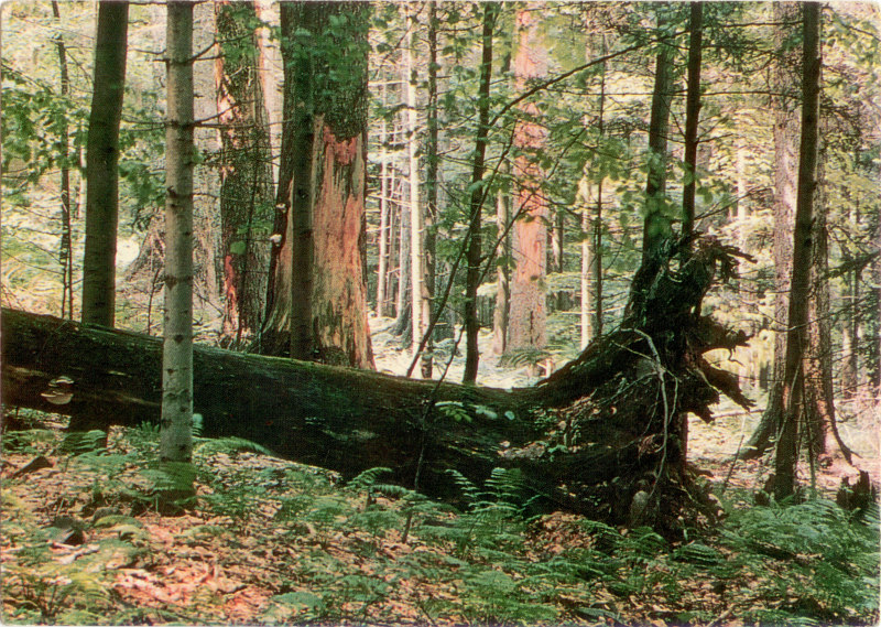 Góry Świętokrzyskie Puszcza Jodłowa