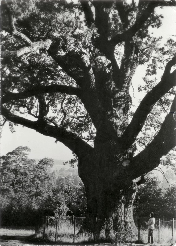 Zagańsk dąb Bartek widokówka