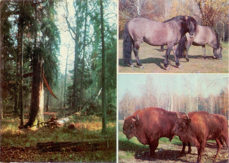 Białowieski Park Narodowy pocztówka