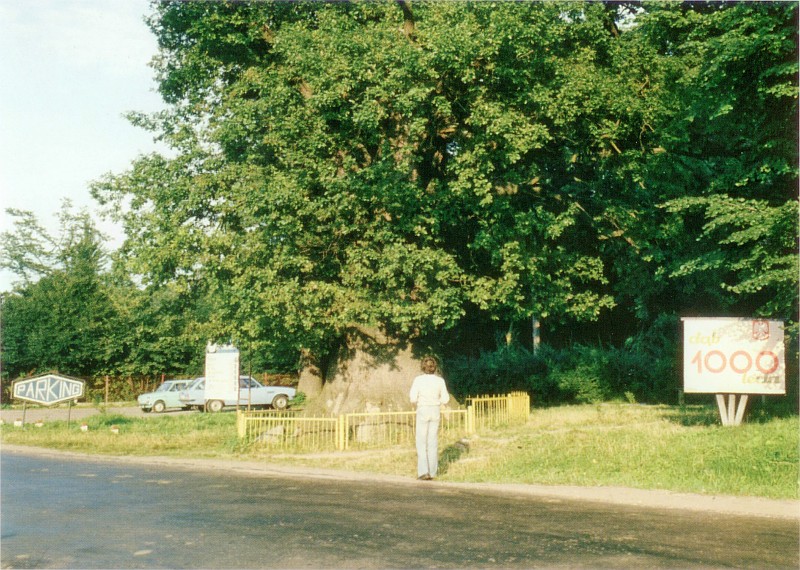 Kadyny Dąb Bażyńskiego widokówka