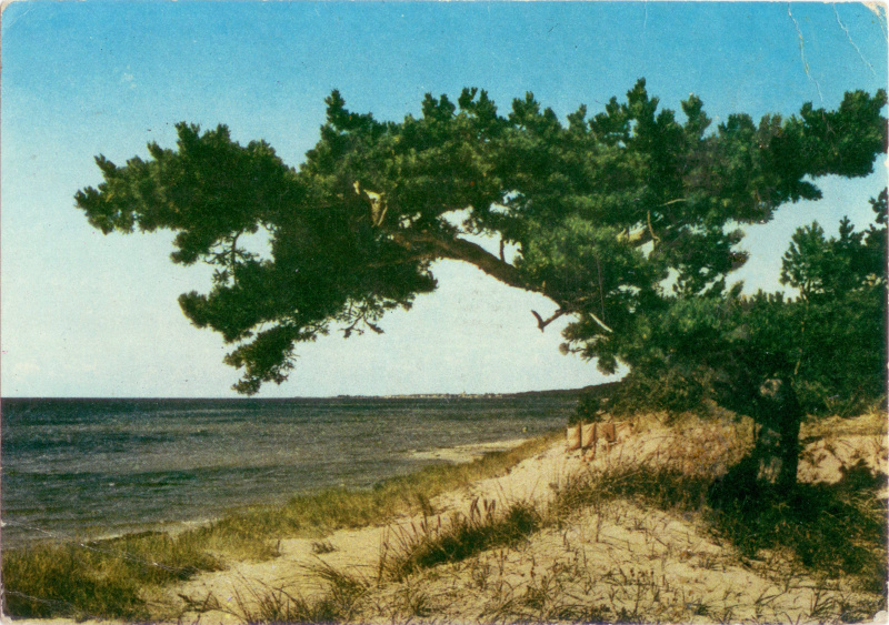 Bałtyk widokówka dzika plaża